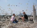 Liz and Chip Weseloh (cormorant biologist) at Ring-billed Gull colony in Toronto. (Photo: David Moore)